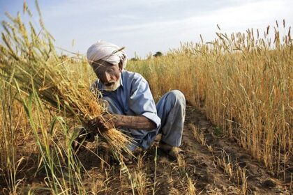 حکومت نے گندم کی خریداری کا ہدف بڑھانے کا عندیہ دے دیا-