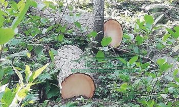 لال سہانرا کے جنگل سے لکڑی چوری پر ڈپٹی کمشنر بھاولپور کی چوروں کے خلاف کاروائی