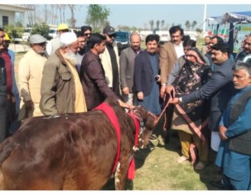 کہروڑپکا میں اسسٹنٹ کمشنر اصغر اقبال لغاری اور شاہ محمد جوئیہ مستحق خواتین میں مفت گائے اور بھینسیں تقسیم کر رہے ہیں۔