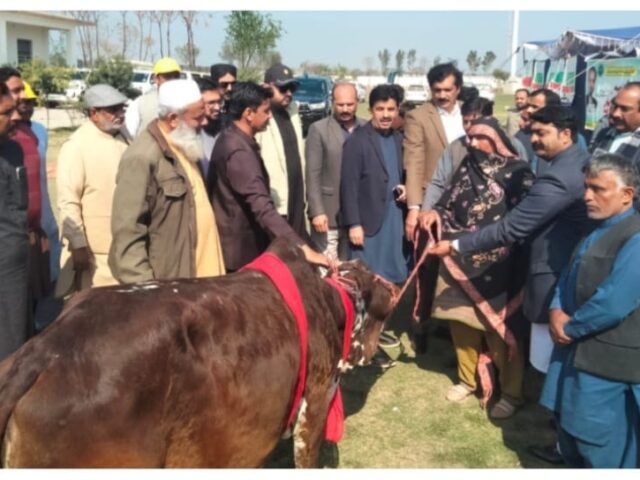 مریم نواز کا لائیو اسٹاک پروگرام: کہروڑپکا کی مستحق خواتین میں مویشیوں کی تقسیم