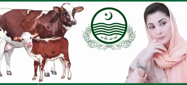 وزیراعلیٰ مریم نواز کا انقلابی قدم: لودھراں میں مستحق خواتین میں مویشیوں کی تقسیم، معاشی خود مختاری کا آغاز