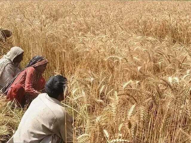 پاکستان میں گندم کا بحران 26-2025: پیداوار میں کمی، معاشی دباؤ اور غذائی تحفظ کو درپیش سنگین چیلنجز