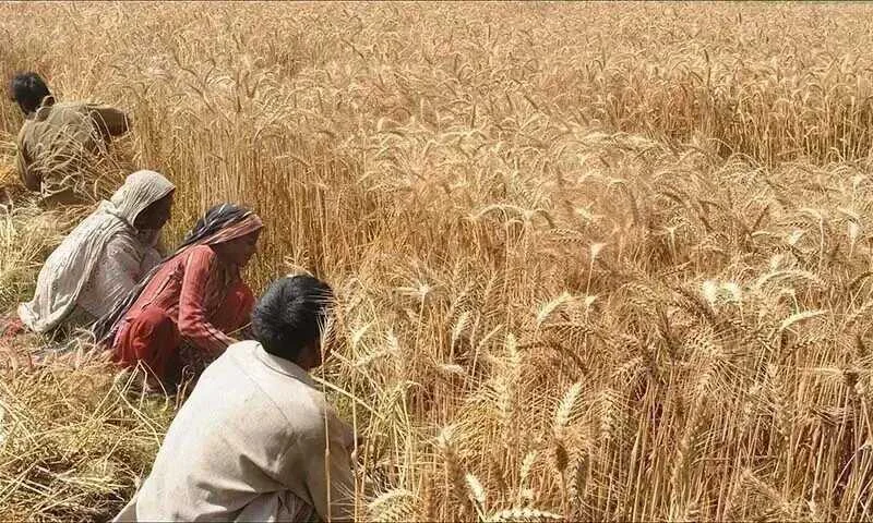 پاکستان کے صوبہ پنجاب میں گندم کی کٹائی کا منظر، زرعی ماہرین اور کسانوں کے درمیان پیداواری اہداف پر گفتگو۔